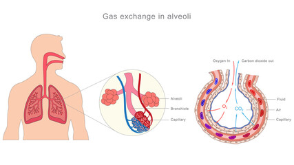 Alveoli enable oxygen uptake and carbon dioxide removal via diffusion across thin walls in lungs