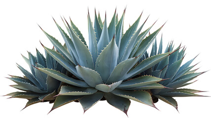 Sisal Agave With Large Spiky Leaves Short isolated
