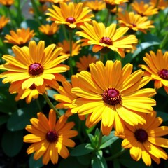 Fototapeta premium Bright orange daisy-like flowers blooming in a sunny garden, summerflower, brightorange, perennial