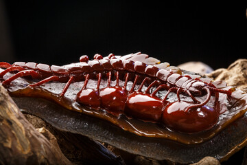 Jade and agate crafts beautifully carved using traditional techniques