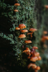 Mushrooms on forest trail in the San Juan Islands in the Pacific Northwest in Washington 