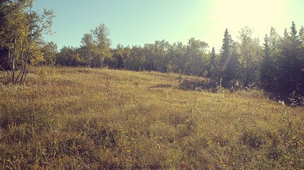 Obraz premium A serene landscape with tall grass and trees under a bright sun.