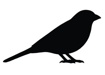 Sparrow on white background