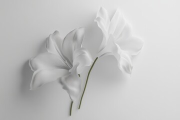 Two white lilies on a white background.
