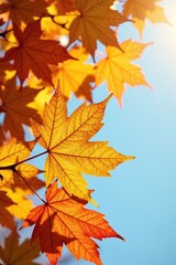 Fototapeta premium Autumn hues of yellow orange maple leaves in sunlight, leaves, sky