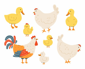 Set of domestic birds and their children. Hens and chicks, ducks and ducklings, rooster. Flat vector illustration.