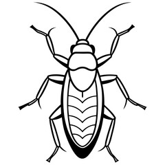 black beetle isolated on white background