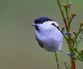 marsh tit