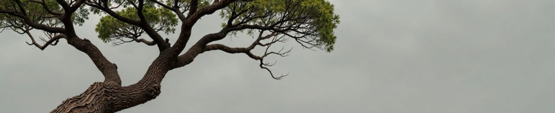 Twisted branches of mopane tree on grey background, foliage, wood, branch