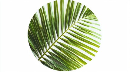 Obraz premium A circular arrangement of green palm leaves on a white background, emphasizing nature's beauty.