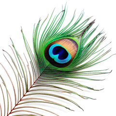 Fototapeta premium peacock feather close up