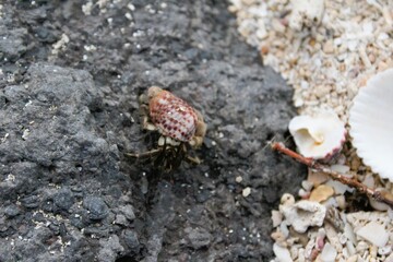 A tiny hermit crab in a shell on the rock