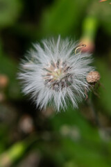 dandelion seed head