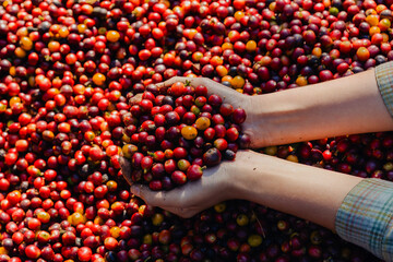 Fresh red berries coffee beans in hand. Harvesting coffee bean. A farmer is holding a handful of...