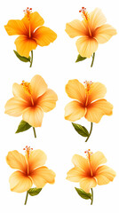 Six pale orange hibiscus flowers, isolated on white background.  Ideal for design projects, greeting cards, and websites.