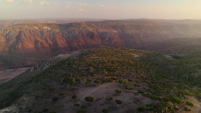 Aerial landscape of mountain and forest at Firmhin forest camp at sunset, Socotra island in Yemen, Asia