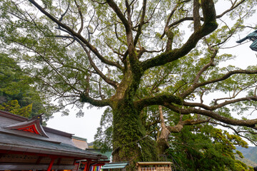 Fototapeta premium 和歌山県 那智大社の風景(2024年12月)