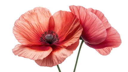red poppy isolated on white background