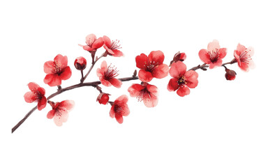A branch of red cherry blossoms with delicate petals 