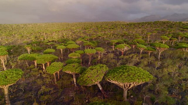 Aerial landscape of mountain and forest at Firmhin forest camp at sunrise, Socotra island in Yemen, Asia