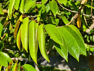 durian leaf (Durio zibethinus) in tropical nature borneo