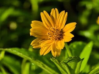 Wedelia flower (Sphagneticola trilobata) grows wild and fertile in the Borneo tropical climate