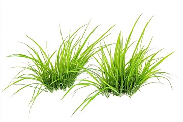 Vibrant Green Grass Tuft Isolated on White Background
