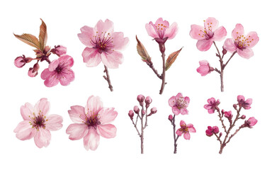 A collection of pink cherry blossom flowers and branches