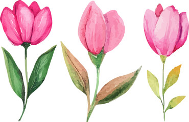 Fototapeta premium bouquet of pink tulips