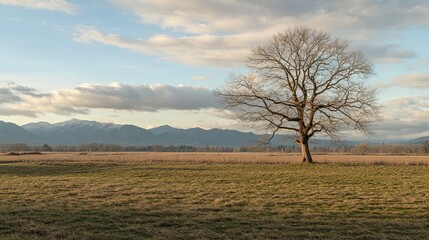 Fototapeta premium Lone tree in winter field, mountain backdrop, peaceful landscape, nature photography.