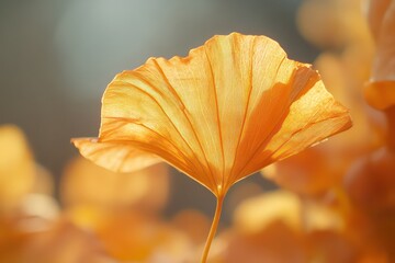 A radiant yellow and orange leaf glowing under the soft light of a sunny October morning.