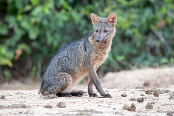 Sitzender Krabbenfuchs beobachtet aufmerksam seine Umgebung in der Seitenansicht im brasilianischen...