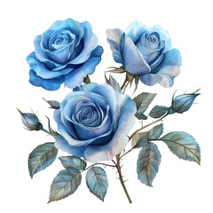 blue Roses isolated on white transparent background