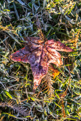 Frozen and frosted vegetation in Three Rivers State Park near Sneads, Florida