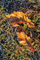 Frozen and frosted vegetation in Three Rivers State Park near Sneads, Florida