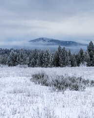 snow covered trees in the mountains