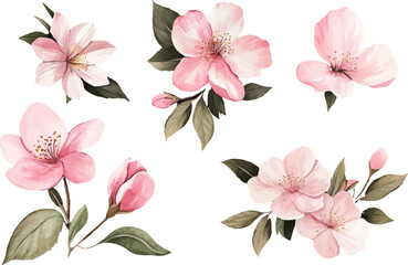 pink and white flowers