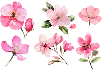 pink cherry blossoms