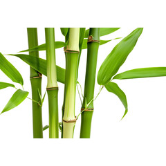 Fototapeta premium Single bamboo plant on a transparent background, ideal for emphasizing its natural beauty and detailed structure.