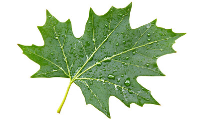 Fototapeta premium Single green maple leaf with water droplets.