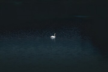Naklejka premium Swan Swims Serene Dark Water at Dusk