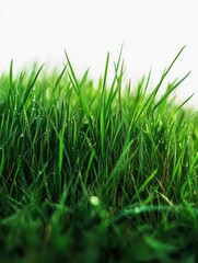 Fototapeta premium Close-up of vibrant green grass with dew drops, showcasing nature's beauty.