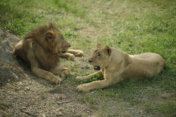 lion and lioness