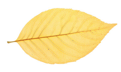 Single yellow autumn leaf isolated on black background.
