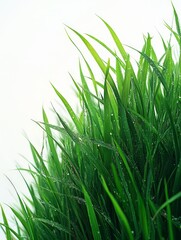 Fototapeta premium Lush green grass with droplets, conveying freshness and nature's beauty.