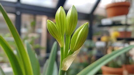 Fototapeta premium Agapanthus flower bud nearing bloom in indoor garden setting with lush greenery in background