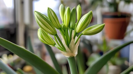 Obraz premium Close up of agapanthus flower buds nearing full bloom surrounded by green foliage in a bright natural setting