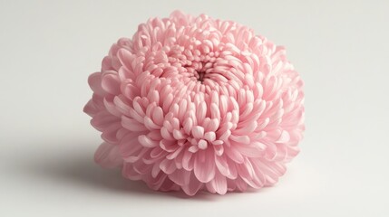 Naklejka premium Close-up view of delicate pink chrysanthemum flower showcasing intricate petal details on a neutral background