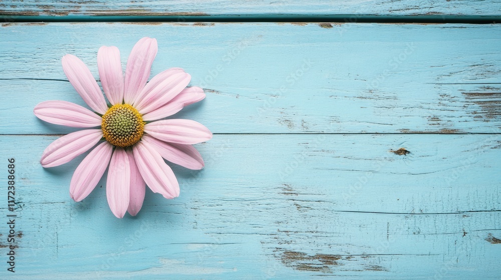 Poster pink daisy on a weathered light blue wooden surface creating a serene and artistic floral background