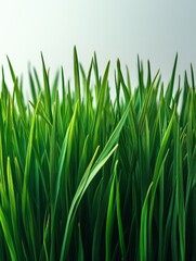 Lush green grass blades reaching upward, creating a vibrant natural scene.